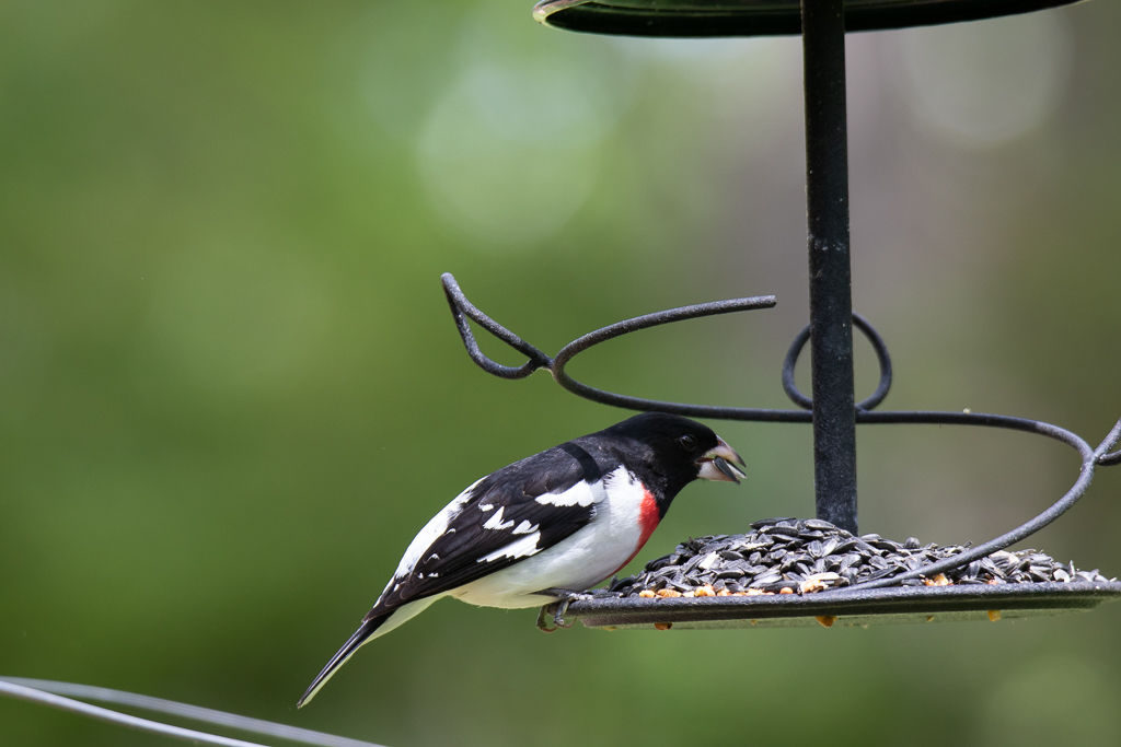 Backyard Birds NH-1909.jpg